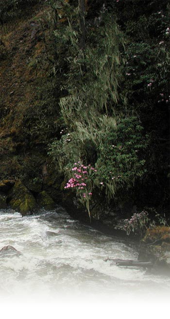 ornamental image of rhododhendron and Tibetan stream