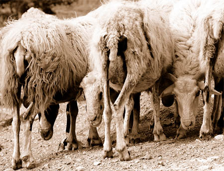 image of sorry-looking grad students ...er... I mean sheep